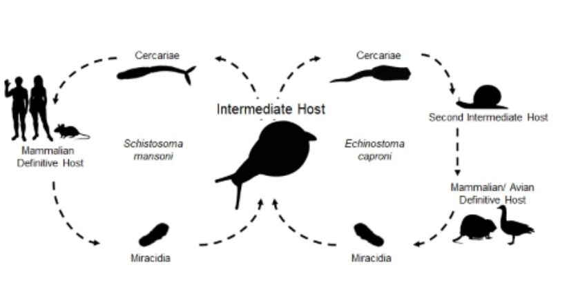 The road not taken: host infection status influences parasite host-choice